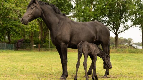 第136回 スマホ新法とは？〜Apple対Epic Gamesの事例を踏まえて〜